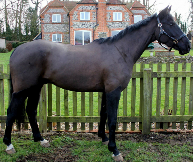 Read more about the article Dressage Youngster Transformed with Fibre-Beet
