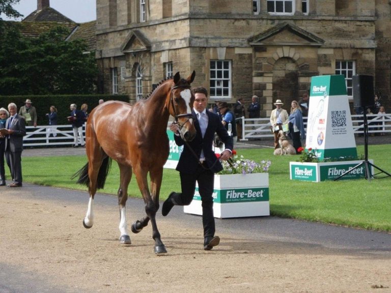 Read more about the article Team Sommerville Eventing Update – June