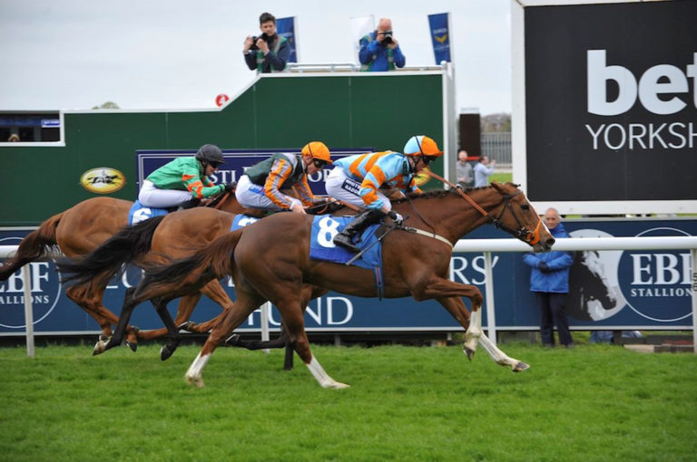 Read more about the article Success on the Track for Foulrice Park Racing