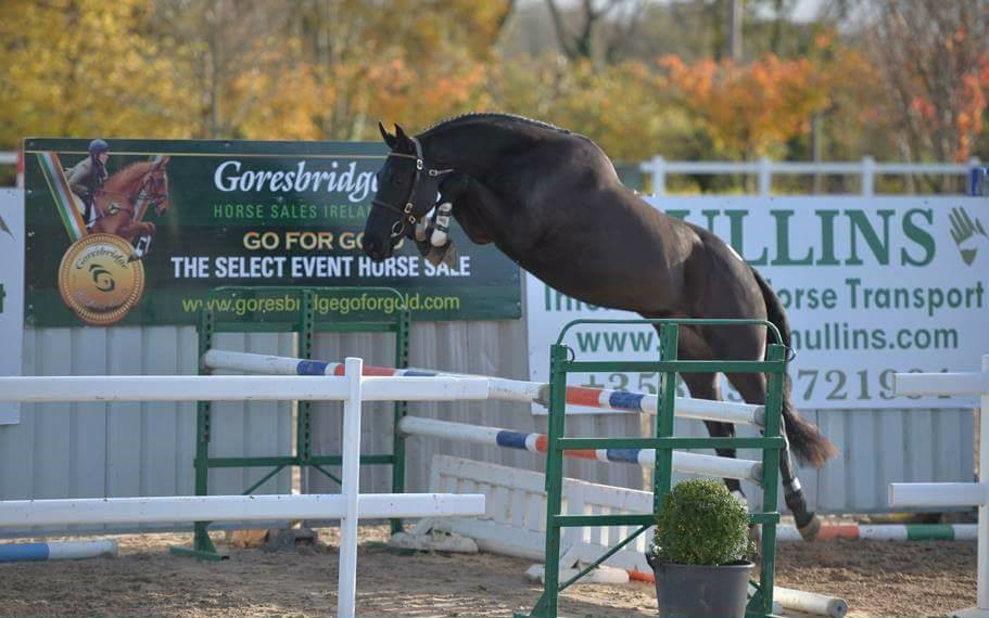 You are currently viewing Team Sommerville Eventing Update – November