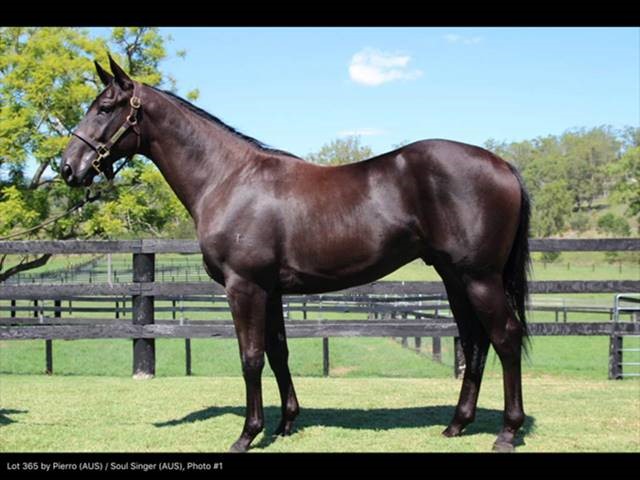 Read more about the article Element Hill Yearlings Sparkle with Fibre-Beet