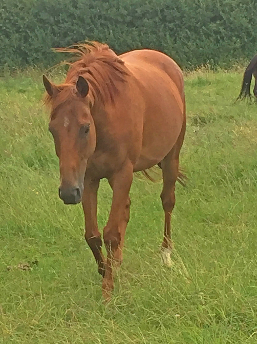 You are currently viewing New Beginning for New Beginnings Horses!