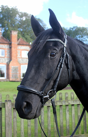 Read more about the article Hannah Bown and Stan Are Back!