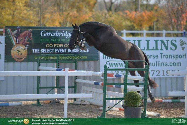 Read more about the article Team Sommerville Eventing September Update