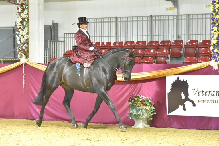 Read more about the article Stanley and Jane Prove Side Saddle Champions