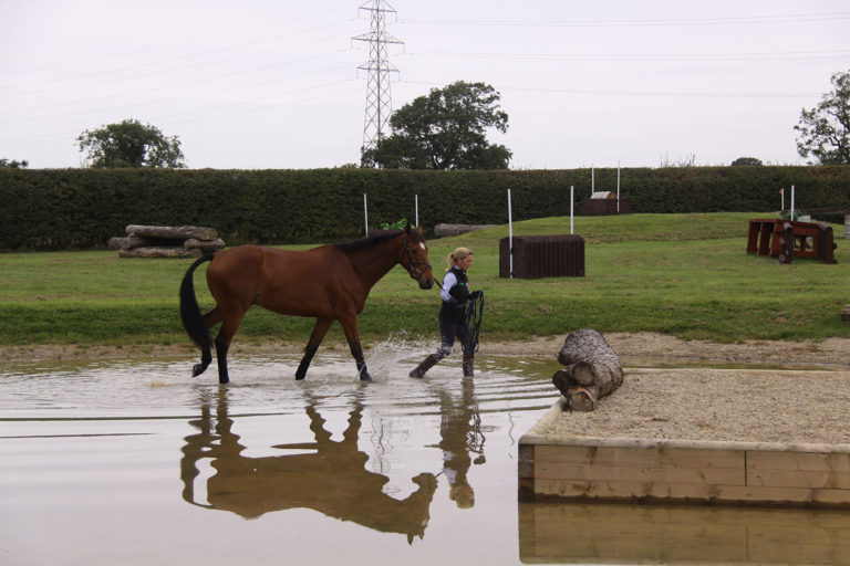 Read more about the article Introducing Your Horse to Water