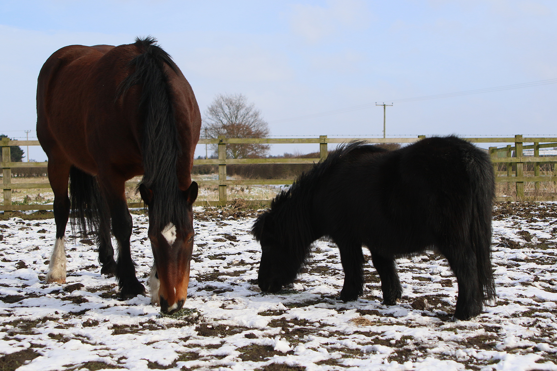 You are currently viewing Tango and Inky Thrive on Fibre-Beet