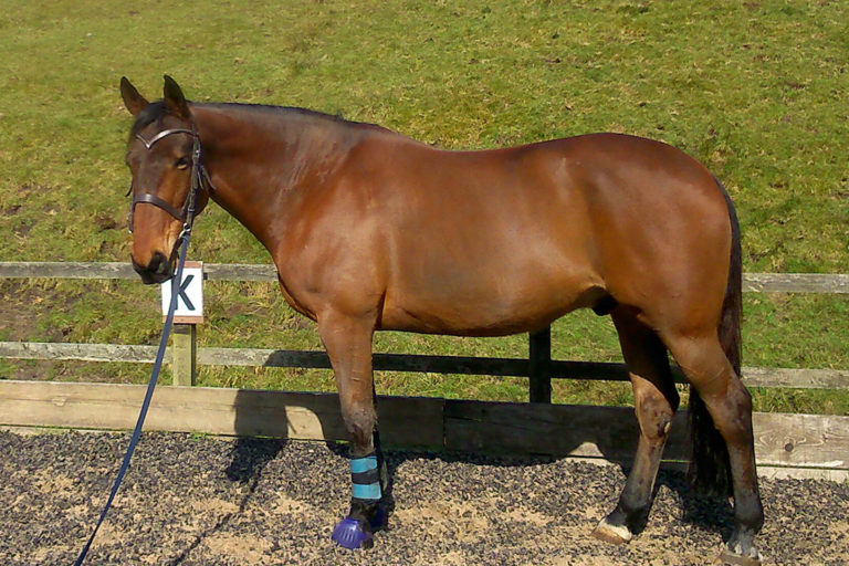 Read more about the article Jazz ‘Beets’ his Allergy Thanks to Fibre-Beet