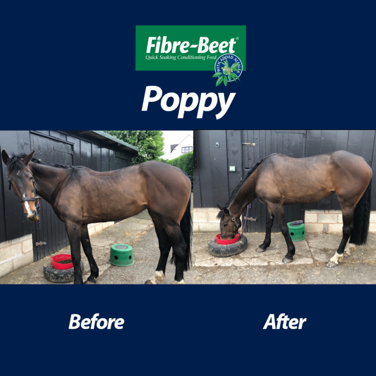 Read more about the article Poppy’s Transformation Using Fibre-Beet