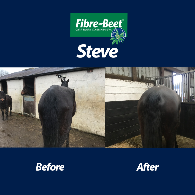 Read more about the article A New Lease of Life for Steve – Thanks To Fibre-Beet