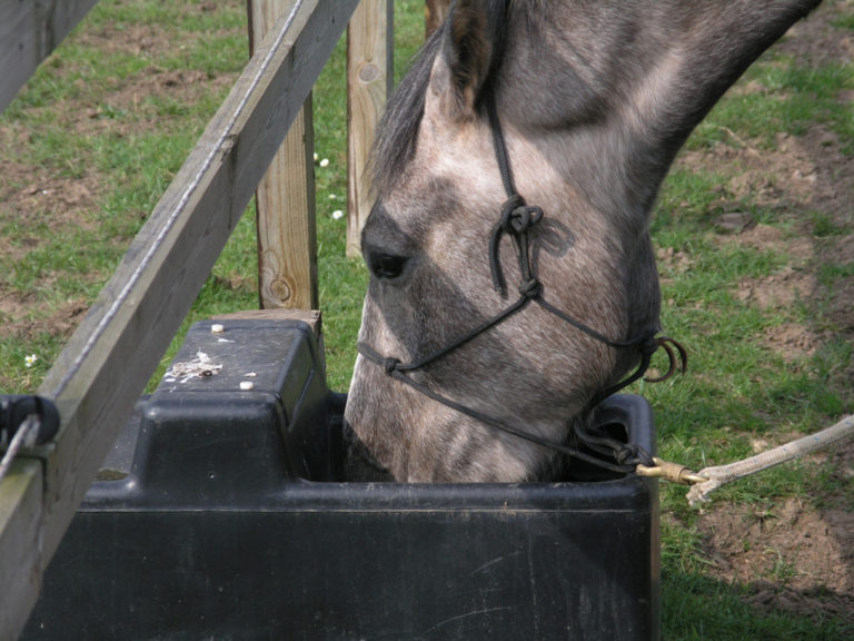 Read more about the article 5 Top Tips On How To Keep Your Horse Hydrated