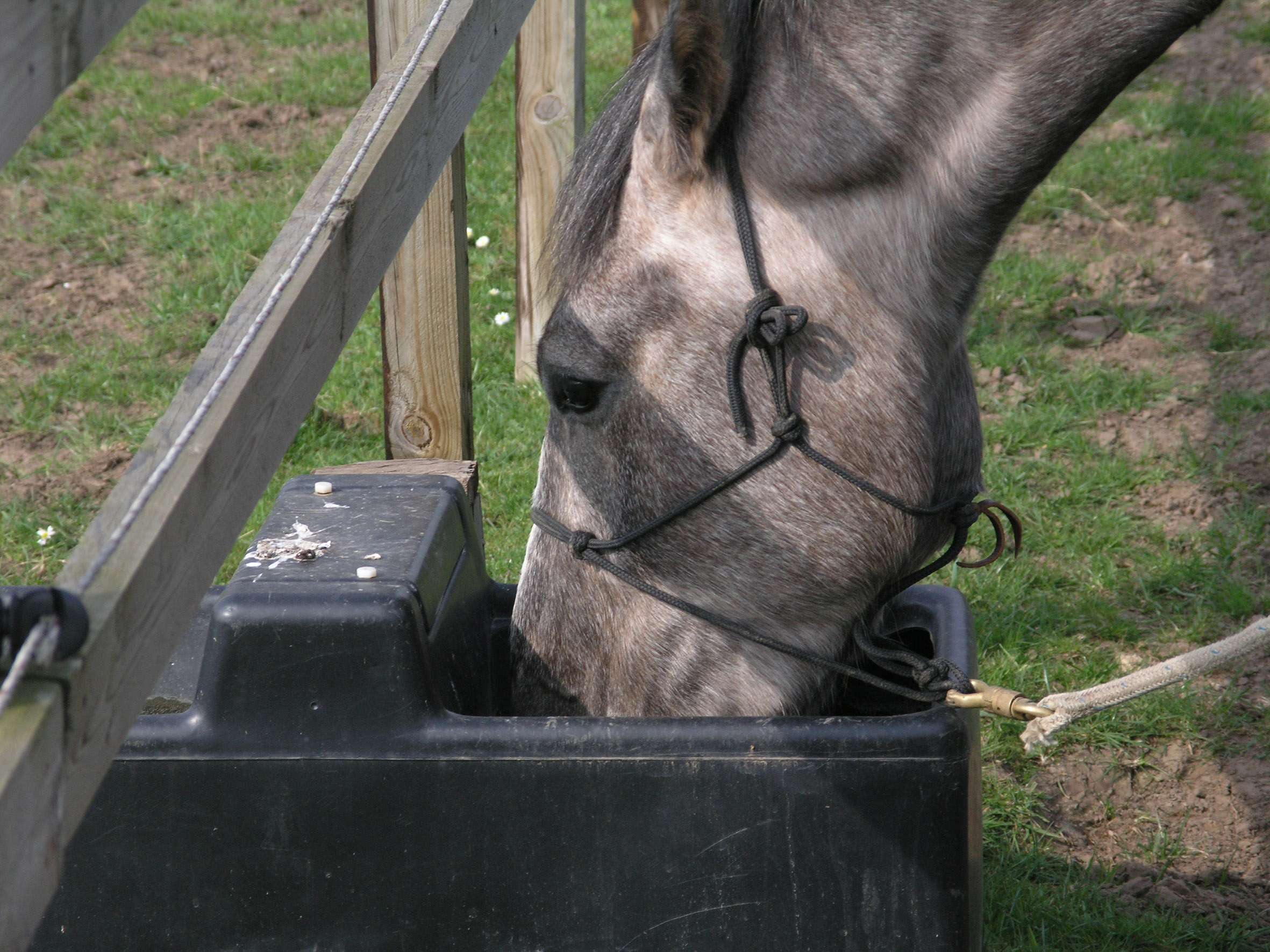 You are currently viewing 5 Top Tips On How To Keep Your Horse Hydrated