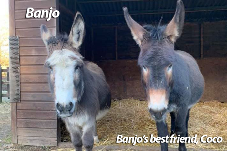 Read more about the article Hope Pastures First Blog