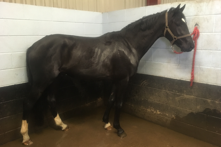Read more about the article Two in foal for Sarah