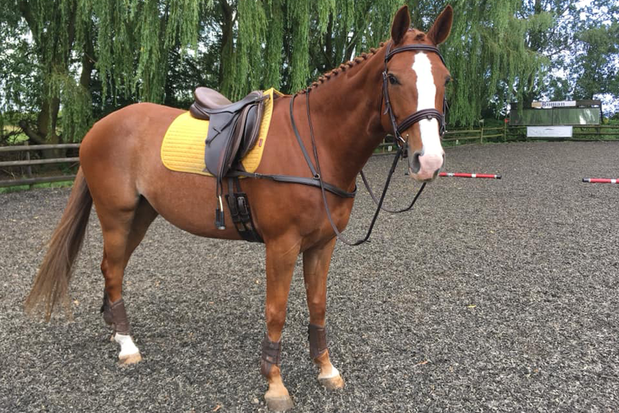 You are currently viewing Coral has a new horse