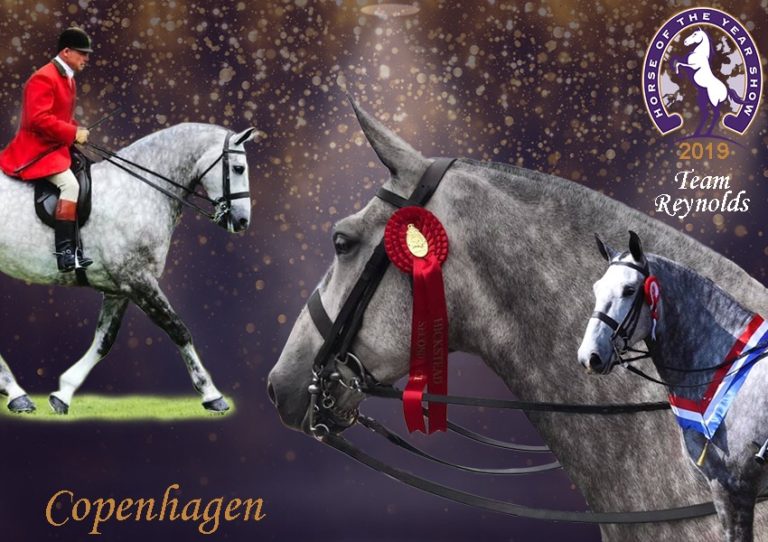 Read more about the article Team Reynolds Update After HOYS
