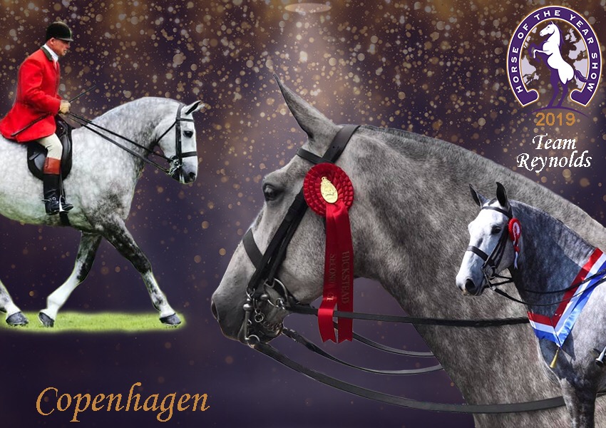 You are currently viewing Team Reynolds Update After HOYS