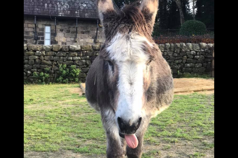 Read more about the article Banjo’s Banter