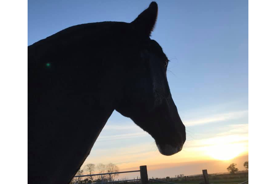 You are currently viewing Jennies and Tilly’s latest blog