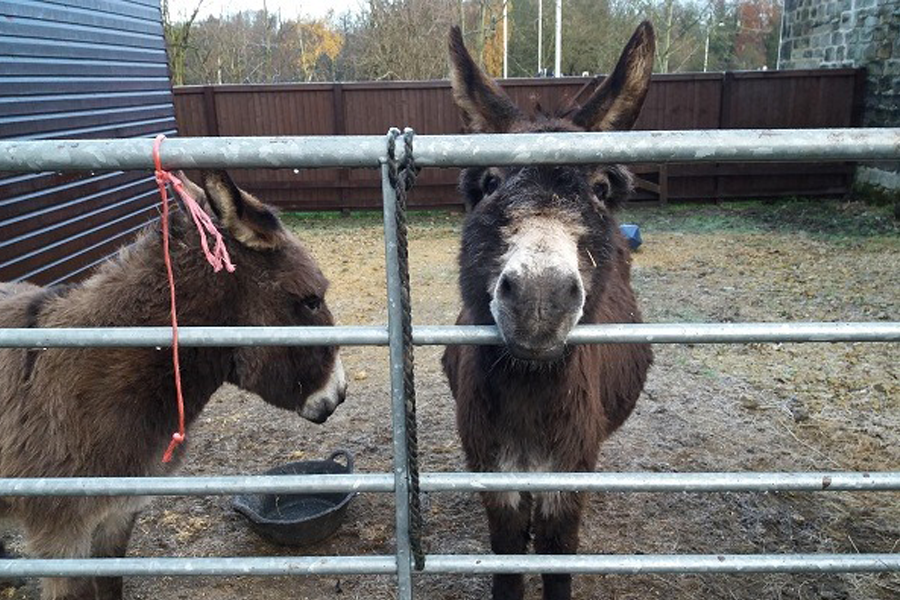 You are currently viewing New Year New Banjo’s Banter