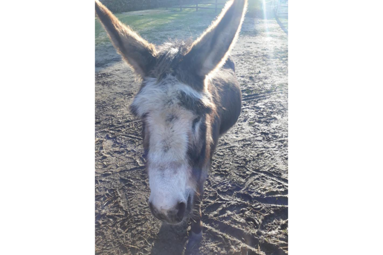 Read more about the article Hope Pastures Banjo is back with his February News