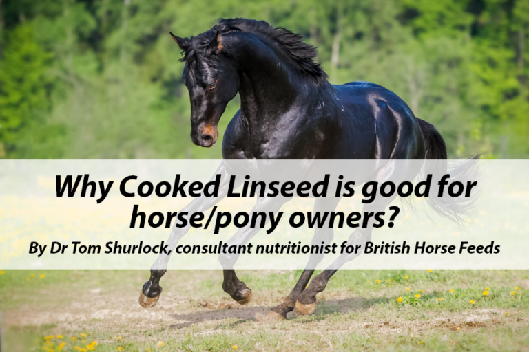 Read more about the article Why Cooked Linseed is good for horse/pony owners?