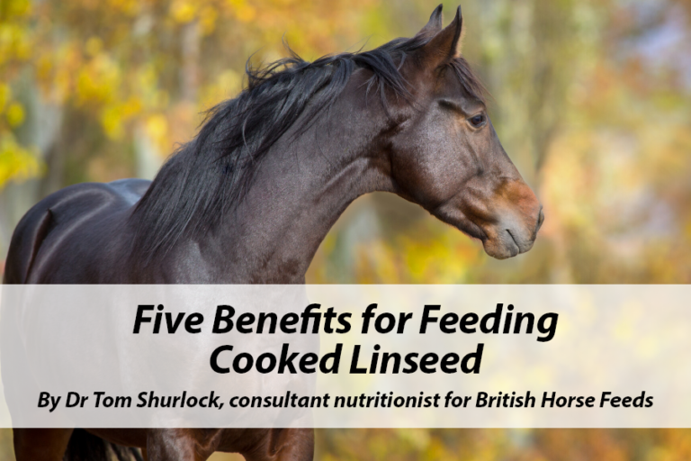 Read more about the article Five Benefits for Feeding Cooked Linseed