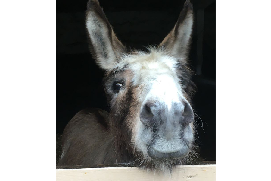 You are currently viewing Banjo’s Banter is back for another month