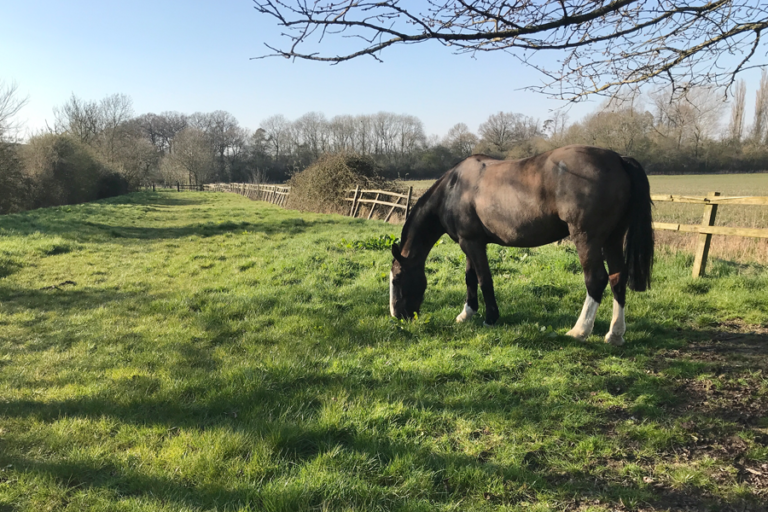 Read more about the article Jennie Daniel’s and Tilly give us an update