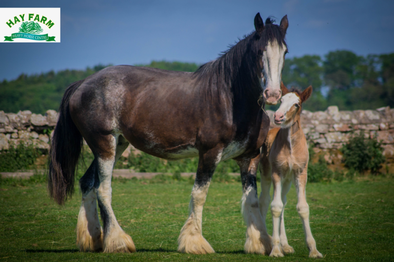 Read more about the article A Helping Hand for Hay Farm Heavy Horse Centre