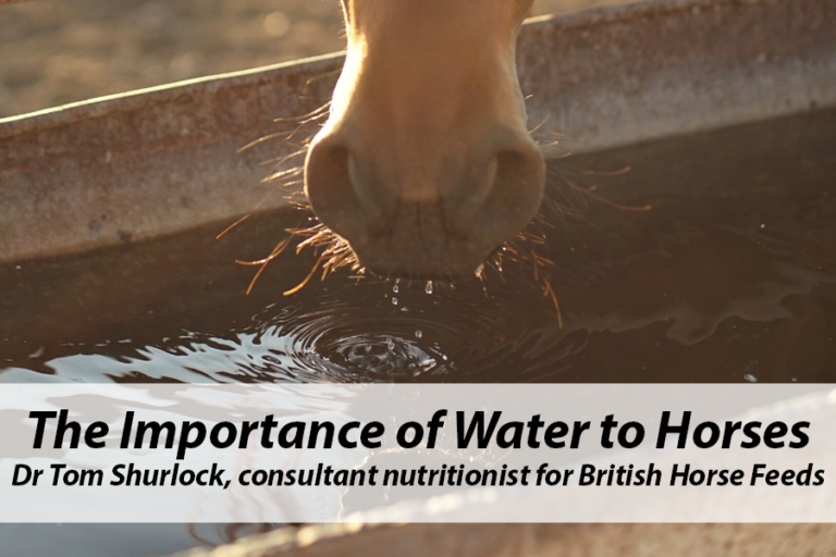 Read more about the article The Importance of Water to Horses