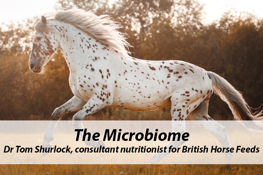 You are currently viewing The Microbiome
