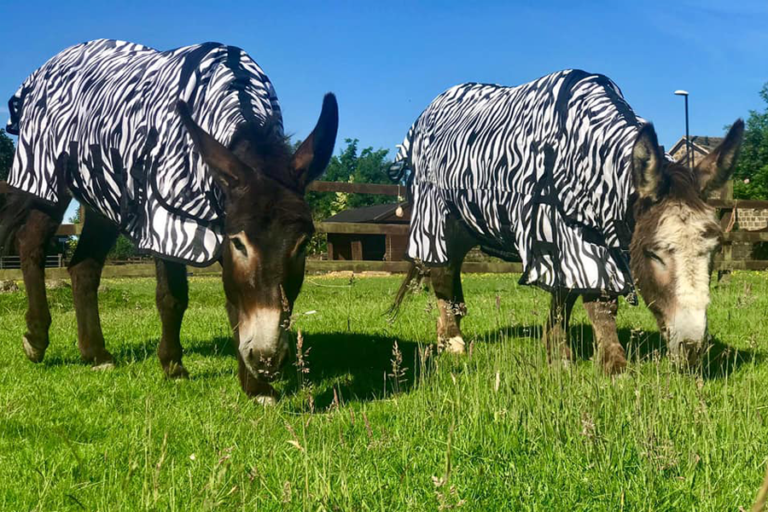 Read more about the article Hope Pasture July News