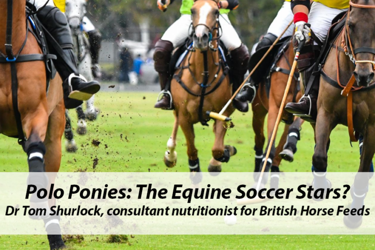 Read more about the article Polo Ponies