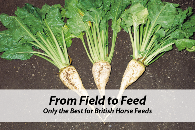 Read more about the article Only the Best for British Horse Feeds