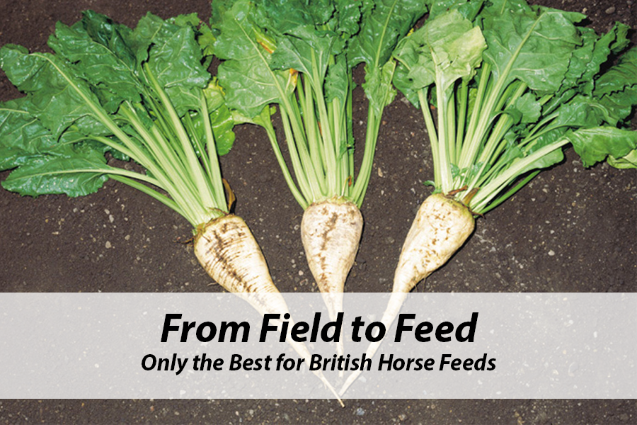 You are currently viewing Only the Best for British Horse Feeds
