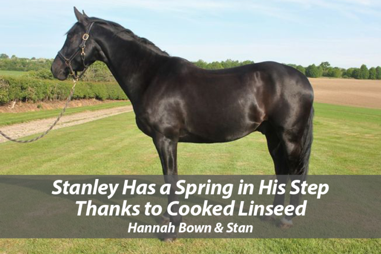 Read more about the article Stanley on Cooked Linseed