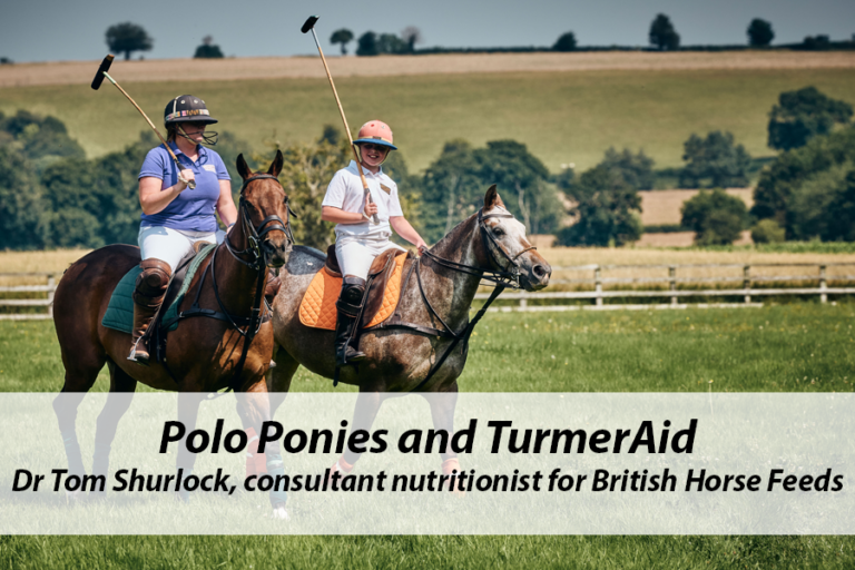 Read more about the article Polo Ponies and TurmerAid