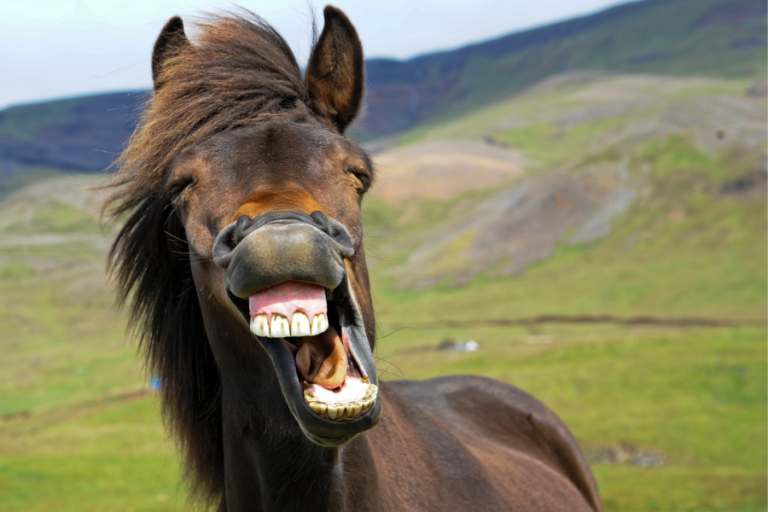 Read more about the article A Closer Look at Horses Teeth