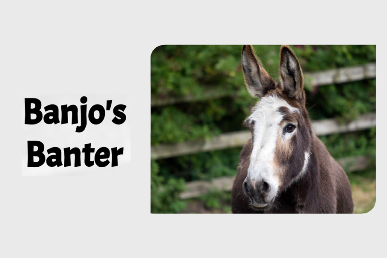 Read more about the article Happy New Year from Banjo