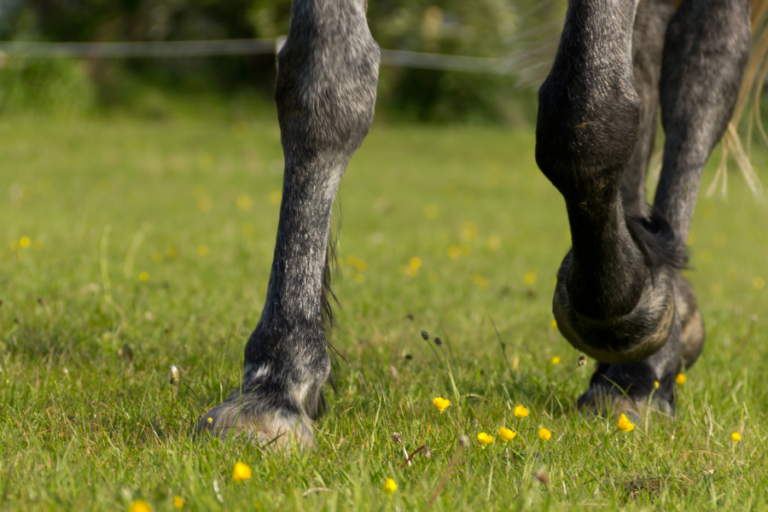 Read more about the article What is laminitis?