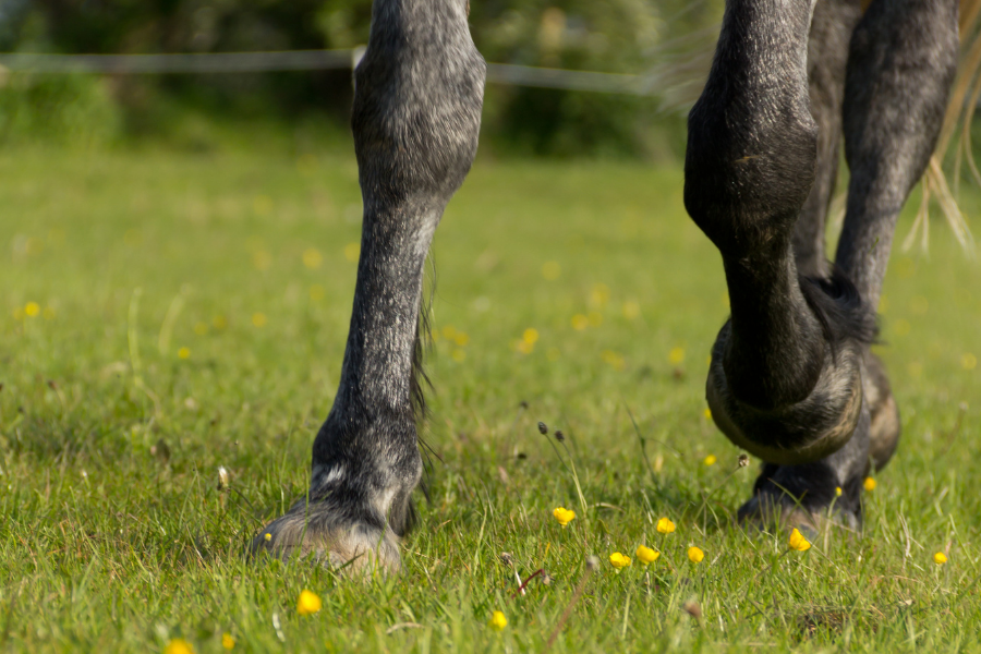 You are currently viewing What is laminitis?