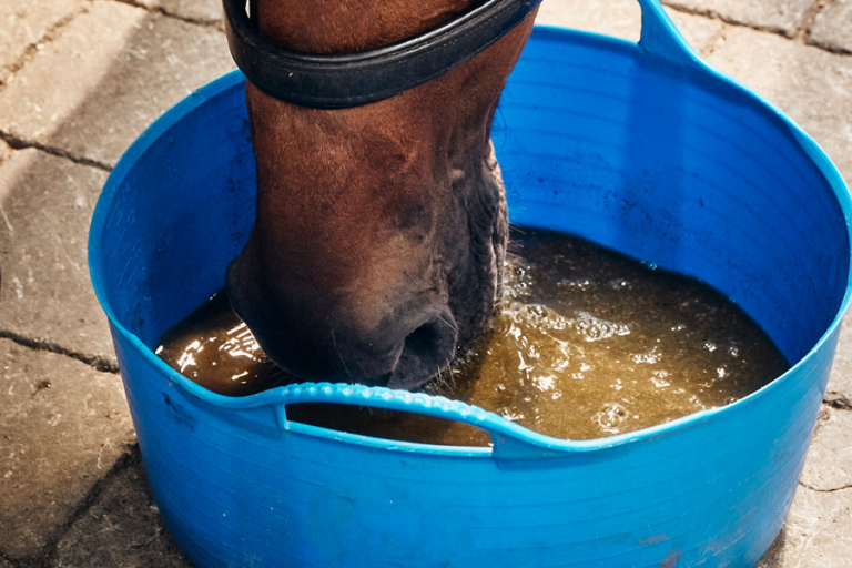 Read more about the article Hydration in Horses