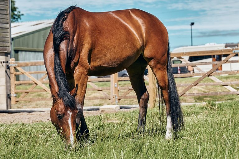 Read more about the article Iron and its Impact in the Horse
