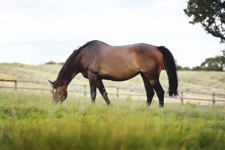 Read more about the article Feeding for Breeding and Horses at Rest