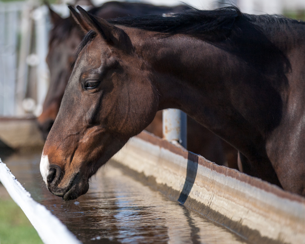 You are currently viewing The Signs of Dehydration