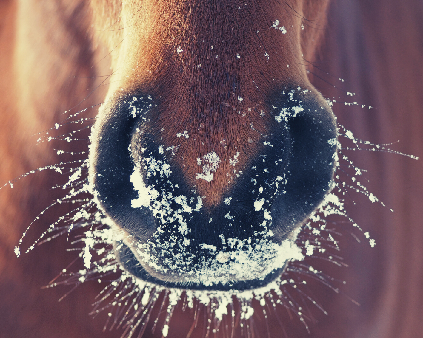 You are currently viewing The Benefits of Feeding a Warming Mash in Winter