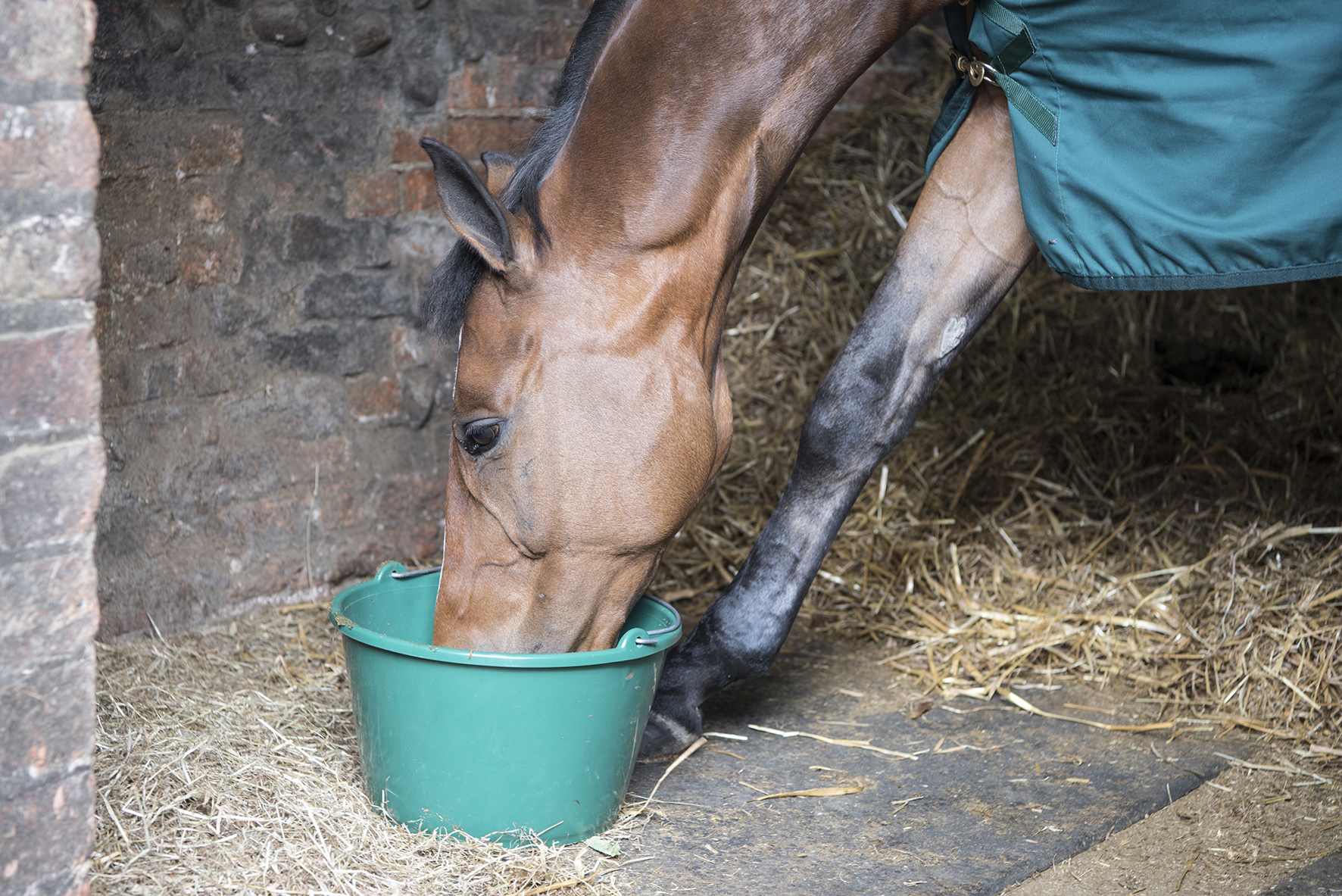 You are currently viewing Feeding Fibre-Beet as a Pre-Exercise Meal
