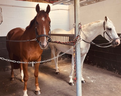 You are currently viewing Harriet Falshaw: A Podium Placing for Fergus