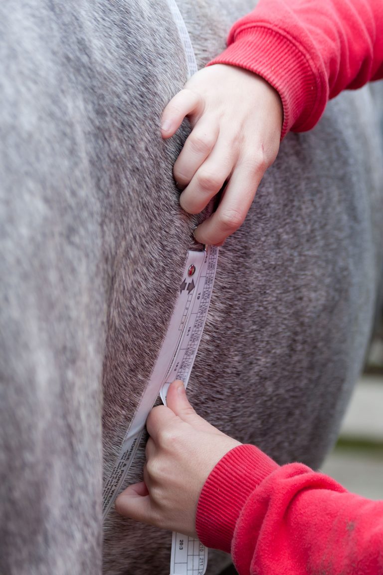 A person measuring the weight of a horse with a tape measure.